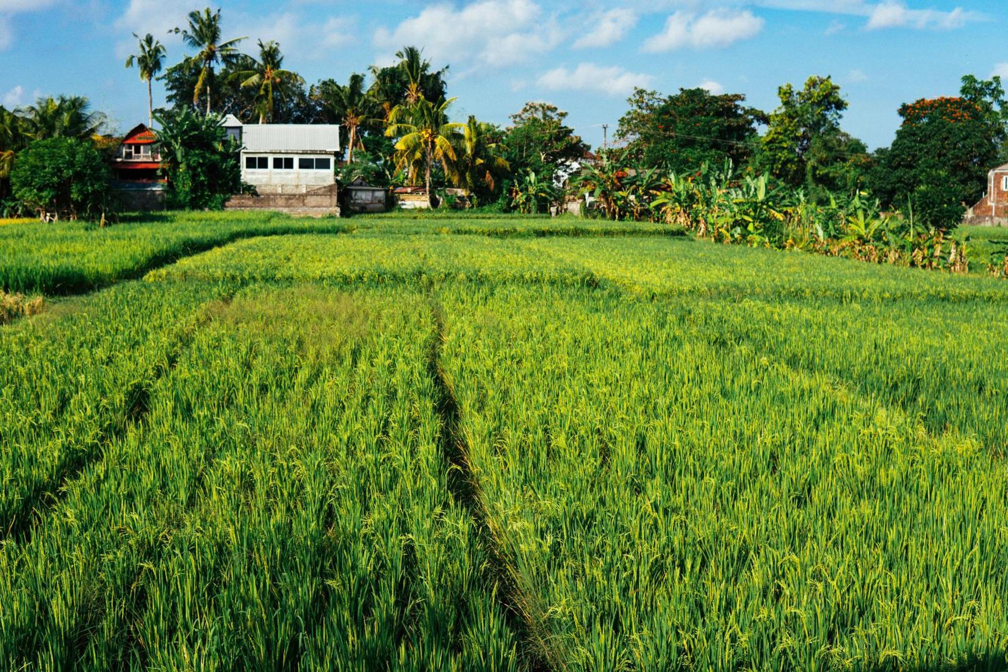 Tut Winten Villa Ubud Buitenkant foto